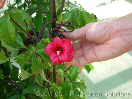 Ipomoea horsfalliae 